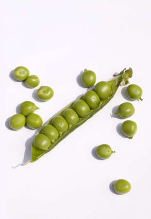 Sowing the seeds of string-bean. Spring work in the home garden.の写真素材