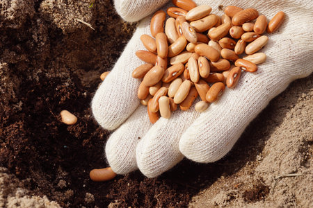 Spring garden work. A gloved hand filled with beans.