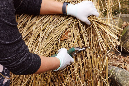 Pruning of last year's ornamental grasses of the Miscanthus type. Cutting the remains of last year's plants with a pruner. Early spring garden work.の写真素材