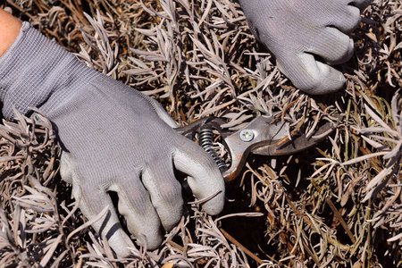 Forming a lavender bush. Early spring garden work. Cutting the remains of last year's plants with a pruner.の写真素材
