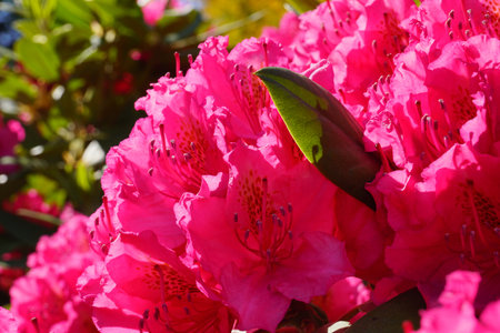 Intensive flowering of rhododendrons. A close-up of flowers against the backdrop of a sunny sky.の写真素材
