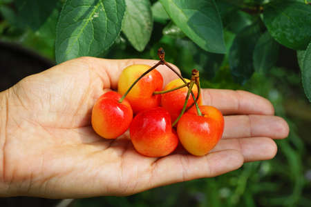 Tasty fruit. Ripe cherries presented on the palm.の写真素材