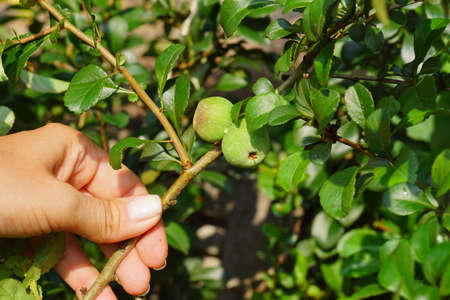 Fruit presentation. Japanese quince (Chaenomeles japonica). Also called Maule's quince.の写真素材