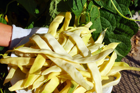 Organic cultivation in the home garden. Beautiful harvest of beans, yellow, large, well-grown pods.