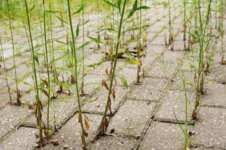 Weeds growing from the gaps between the cobblestones.の写真素材