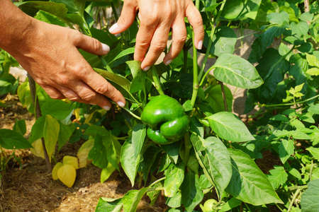 Organic cultivation. Green pepper. Presentation of the plant in the home garden.の写真素材