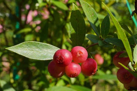 'Pink Lemonade' is an unusual and unique variety of american blueberry, as the name suggests, ripens in a light pink color.の写真素材