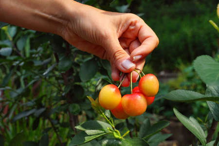 Tasty fruit. Ripe cherries presented on the hand.の写真素材