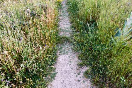 Field road at sunset in yellow and green colorsの写真素材