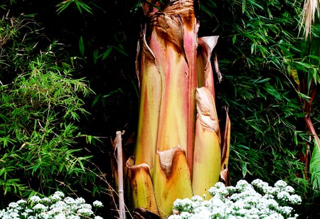 Visual moments from a great international zoo park - Flora の写真素材
