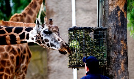 Visual moments from a great international zoo park - Faunaの写真素材