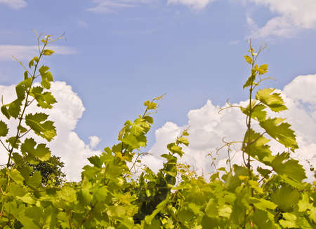 growing of young grape at warm solar dayの写真素材