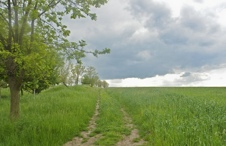 landscape with expensive along field and wood year fine daytime