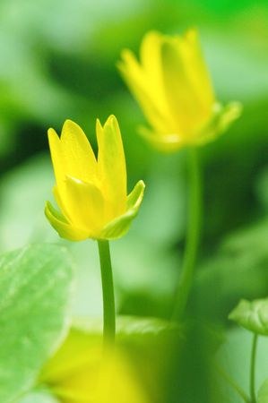 Buttercupsの写真素材