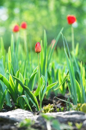 Tulipsの写真素材