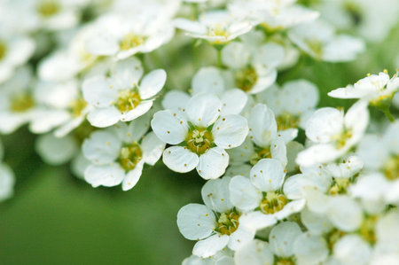 Small white flowers