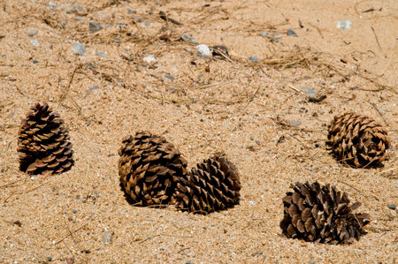 Pine Cones on beach of lake Tahoeの写真素材