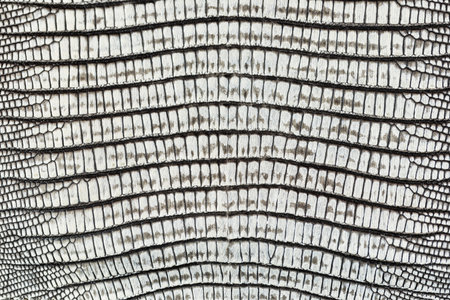 Lizard skin pattern on leather handbag - closeup background