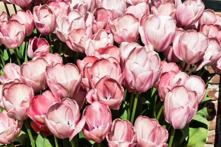 Blooming tulips in the garden の写真素材
