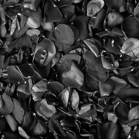 Black-white background from petals of roses close upの写真素材