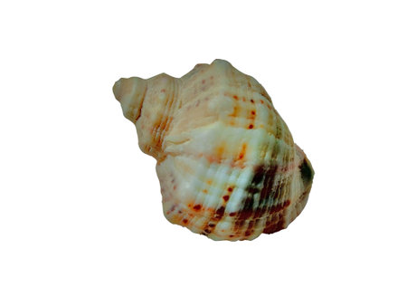 sea shell isolated on white