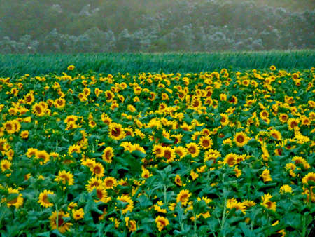 sunflower field in Maramures, Romaniaの写真素材