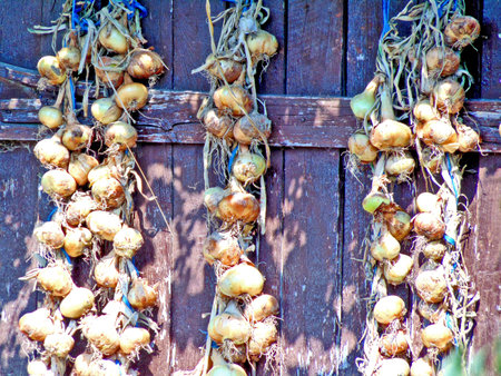 onions tied together - at farmの写真素材