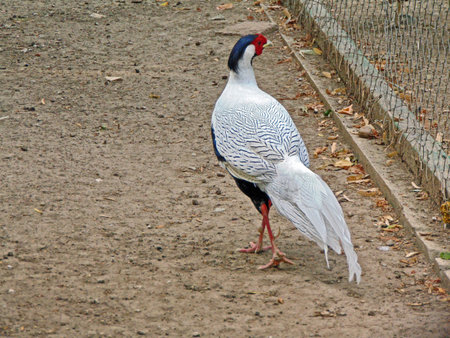 silver pheasant at zoo in Romania