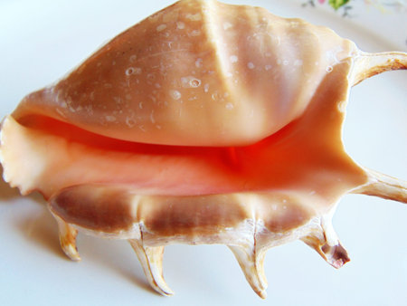 sea shell isolated on white