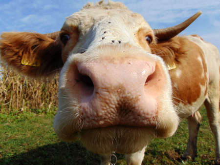 cow at farm in Maramures, Romaniaの写真素材