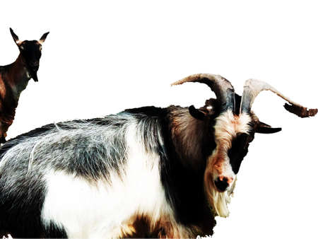ram and a goat isolated on whiteの写真素材
