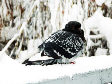 a pigeon in the snowの写真素材