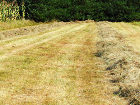 hay on the field in Maramuresの写真素材