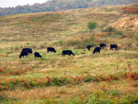angus cows in the fieldの写真素材
