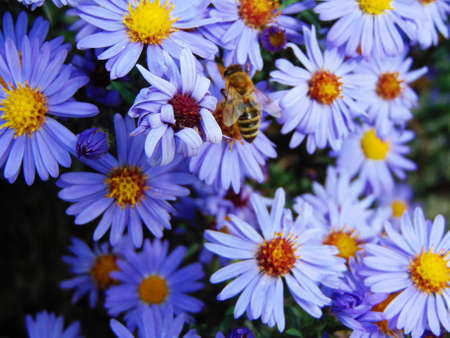bee on blue flowers in Romaniaの写真素材