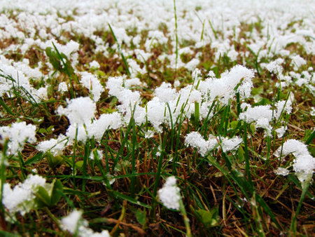 snow on the grass - Maramuresの写真素材