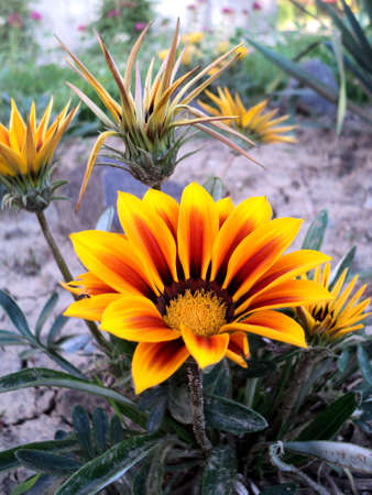 flowers in the grass - Maramuresの写真素材