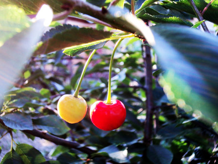 cherries in the tree - Maramures