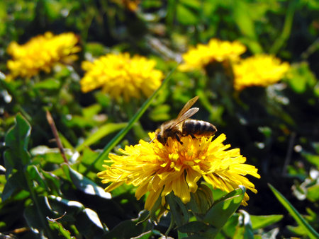 bee on a dandelion flower