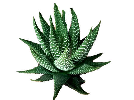 Zebra Haworthia plant isolated on white backgroundの写真素材