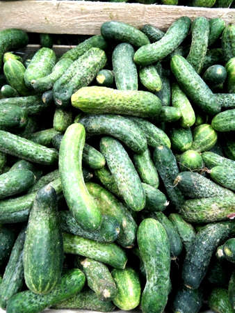 several pieces of cucumber - vegetableの写真素材