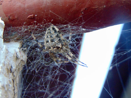 Araneus ventricosus spider in Romania