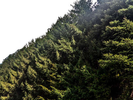 pine forest in Maramures, Romaniaの写真素材