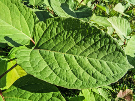 bohemian knotweed plant in Romaniaの写真素材