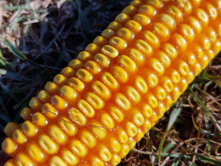 corn on the ground - close up