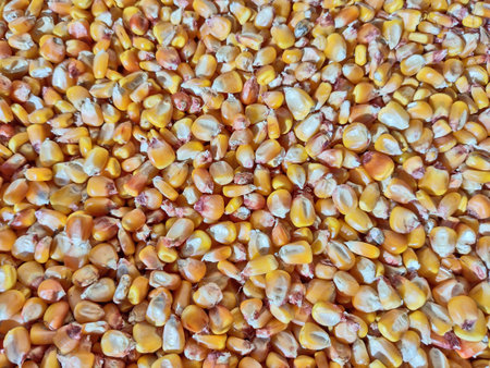 corn grains at farm - close up