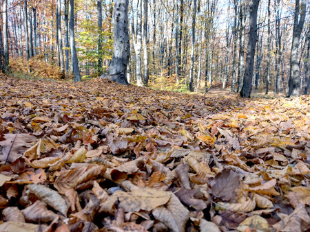 autumn leaves in the forest