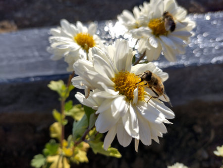 bee on a flower - Romania