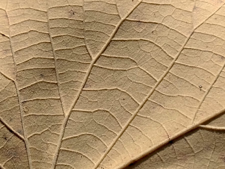 leaf in autumn - macro view
