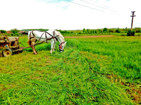 horse tied to a cart in Romaniaの写真素材